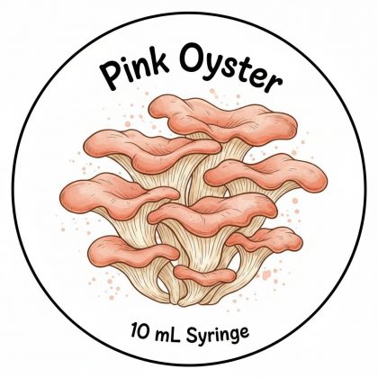 Pink Oyster